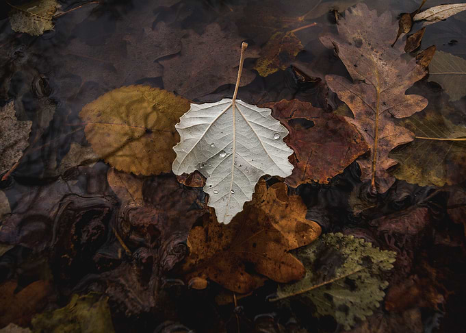 Autumn Wonderland I