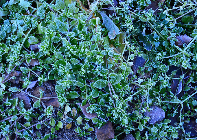 Frost Blue green grass