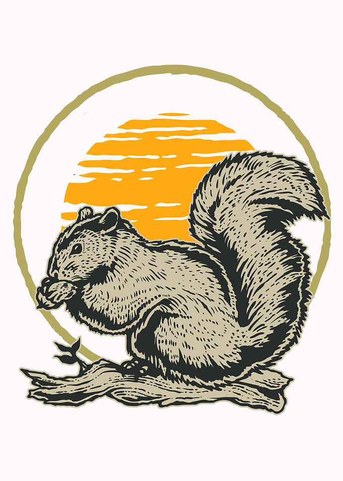 Wild Squirrel
