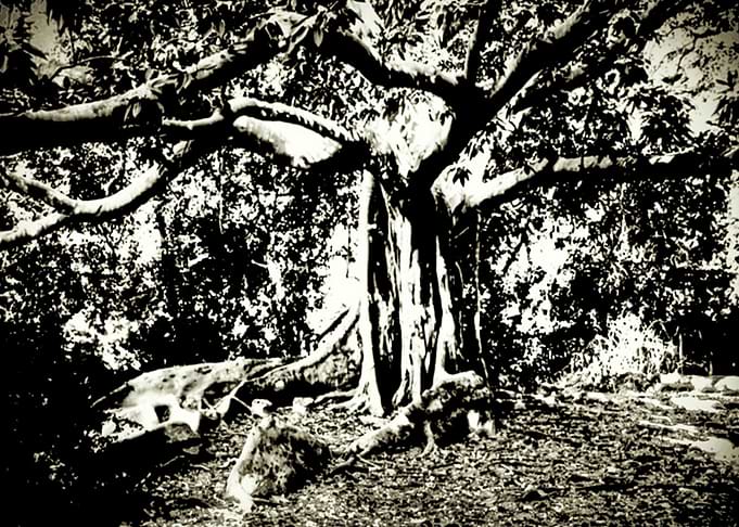 come natura crea