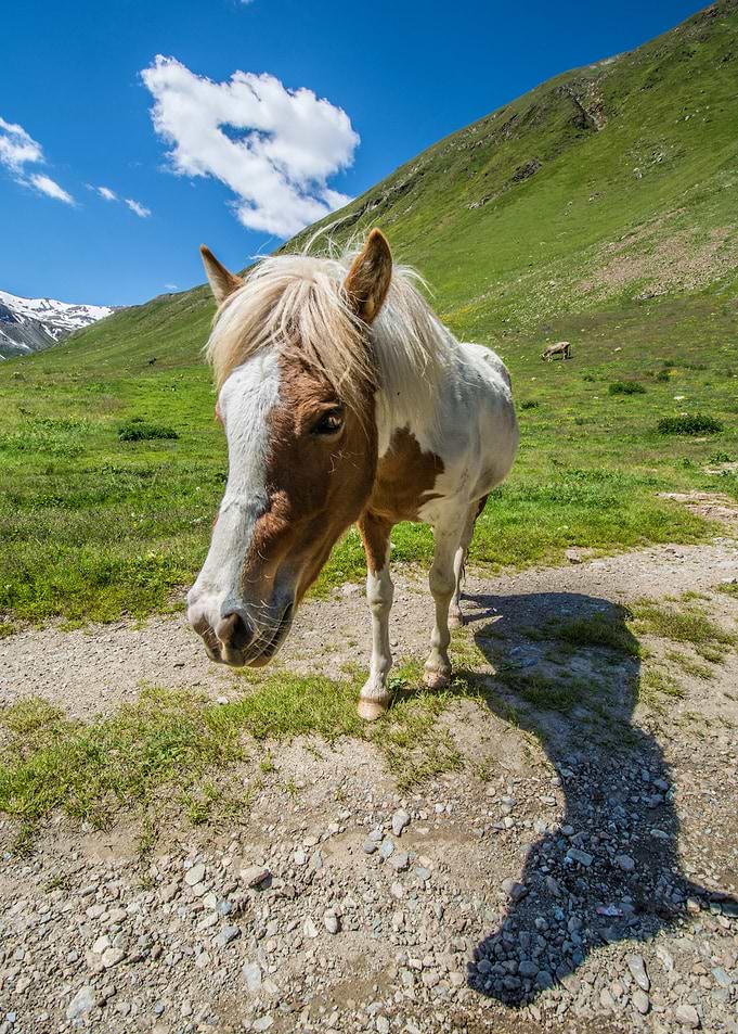 Cute horse 2