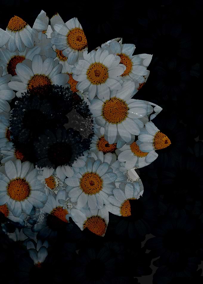 sunflower daisies