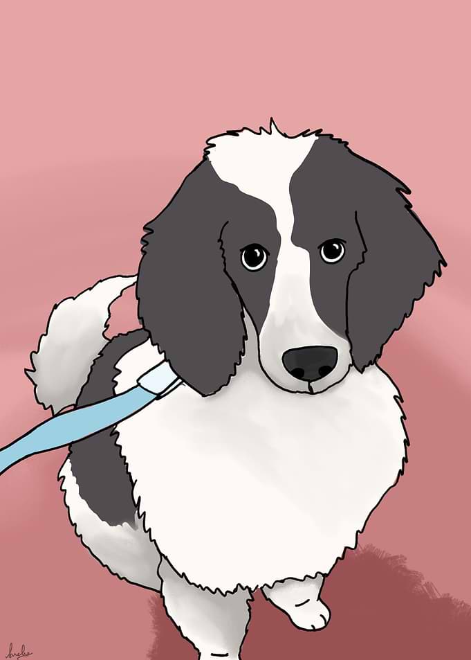 Duchess Poodle puppy