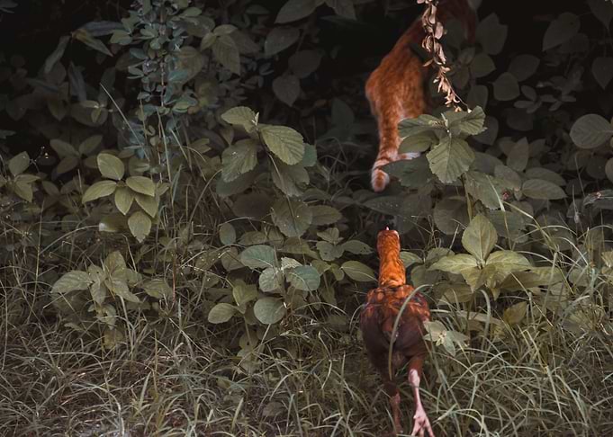 Cat and Chicken