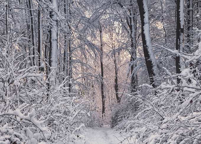 Winter Wonderland I
