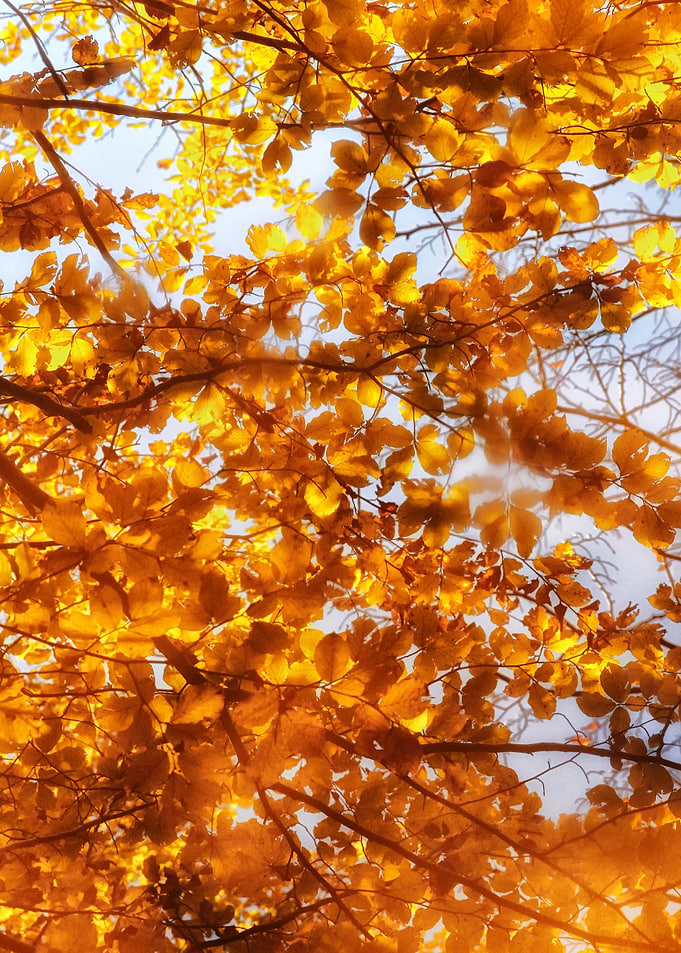Autumn Wonderland II