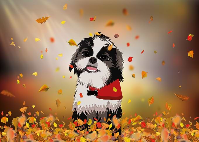 cute dog in automn leaves