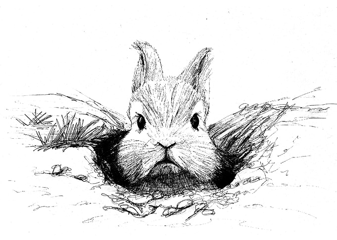 angry bunny