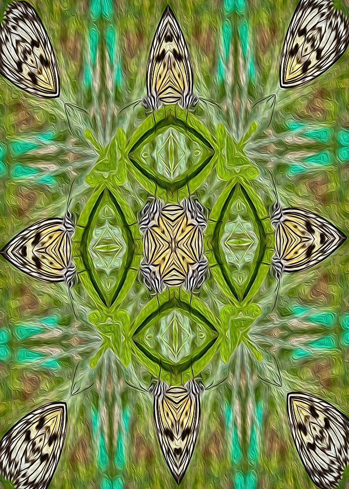 Tree nymph kalaidoscope