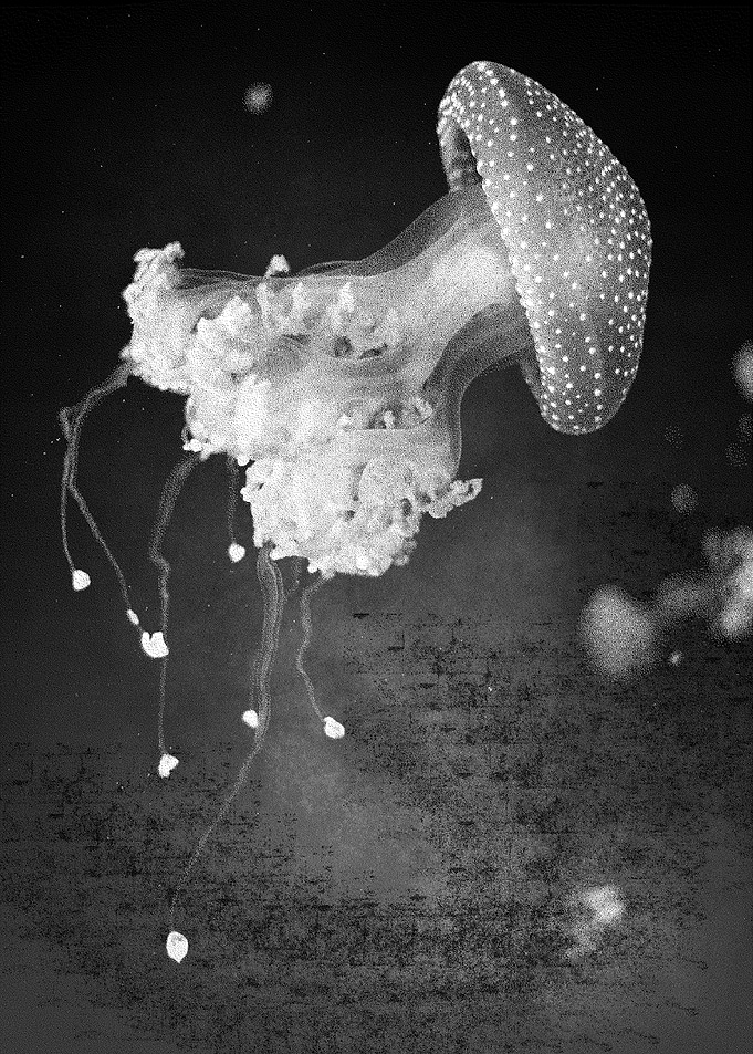 Jellyfich Two