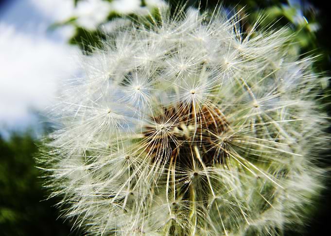 Nature Fireworks