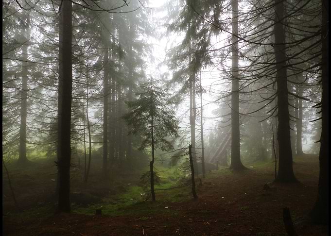 Forest4