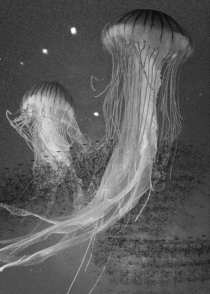 Jellyfich Four