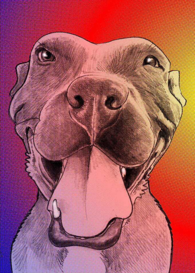Pit Bull