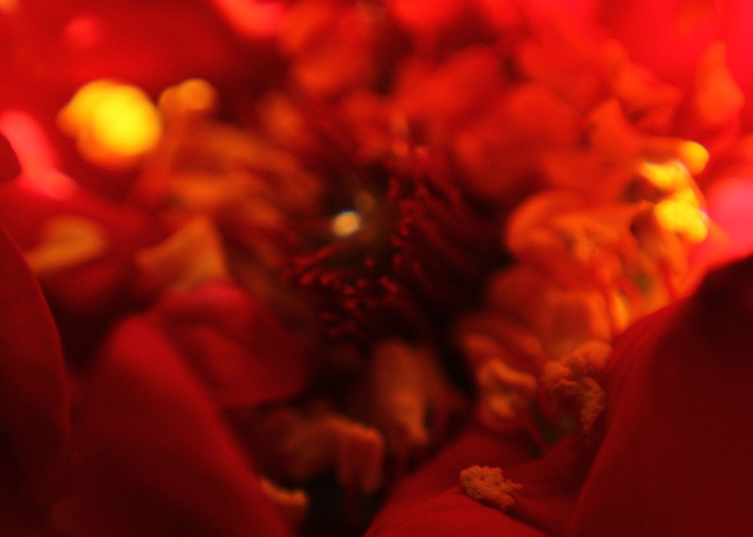 Red Subject