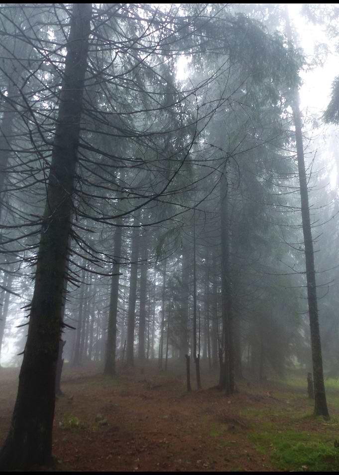 Forest1