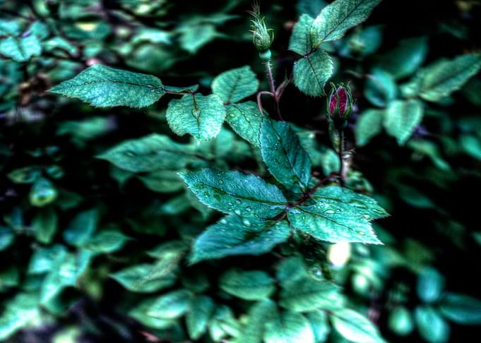 Flower in Rain