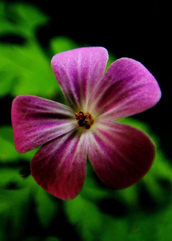 Purple Subject