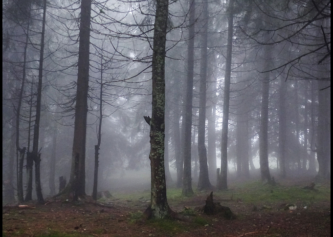 Forest3