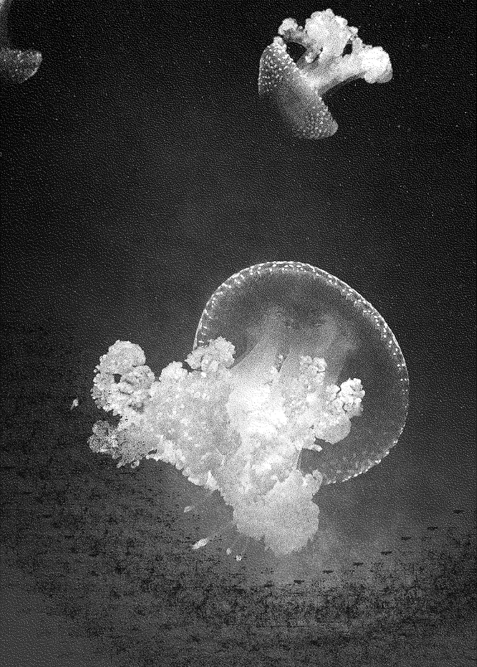 Jellyfich Two