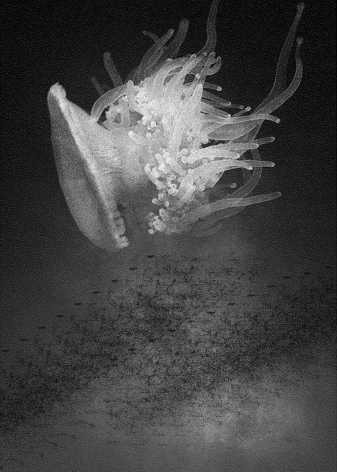 Jellyfich Three