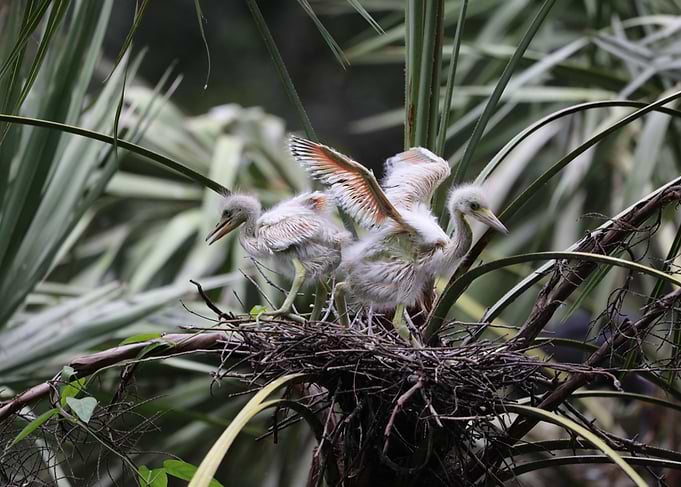 Bird Nest