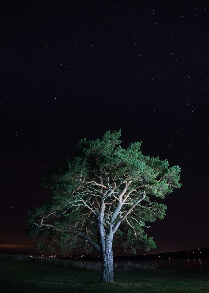 Tree in the night