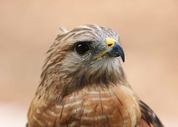 Hawk portrait
