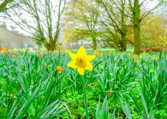 Springtime