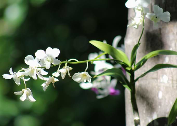 bouquet of white orchids