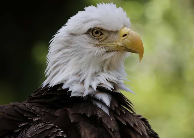 American Bald Eagle