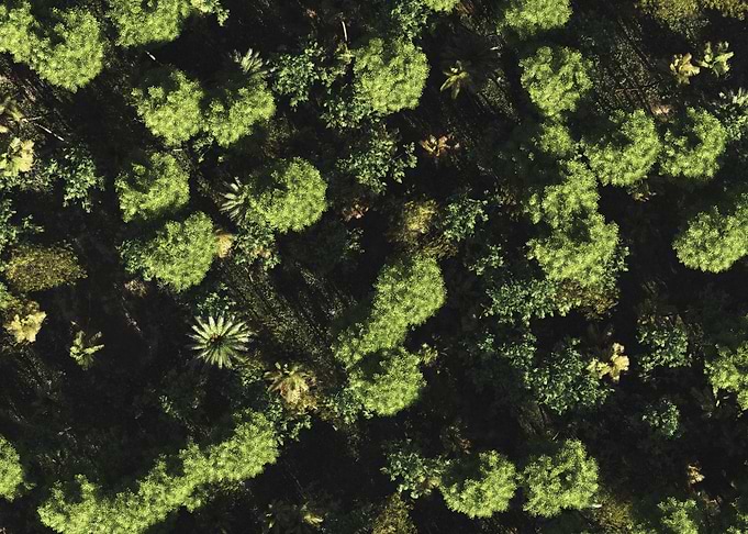 Trees from the sky