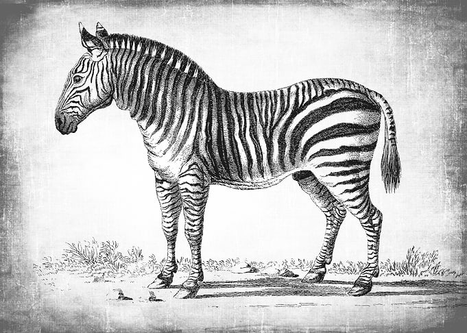 Vintage Zebra Drawing