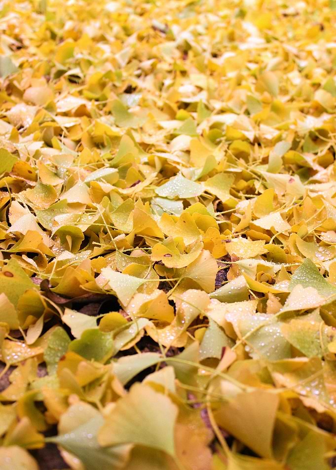 Fall Yellows