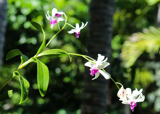Orchid with cobweb