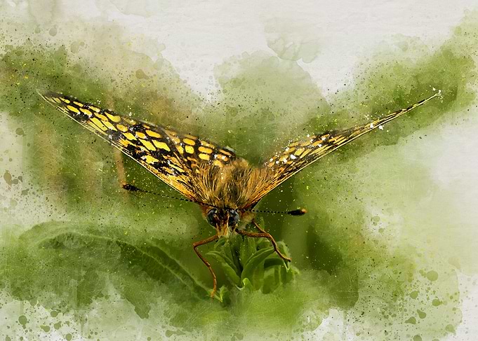 Painted butterfly