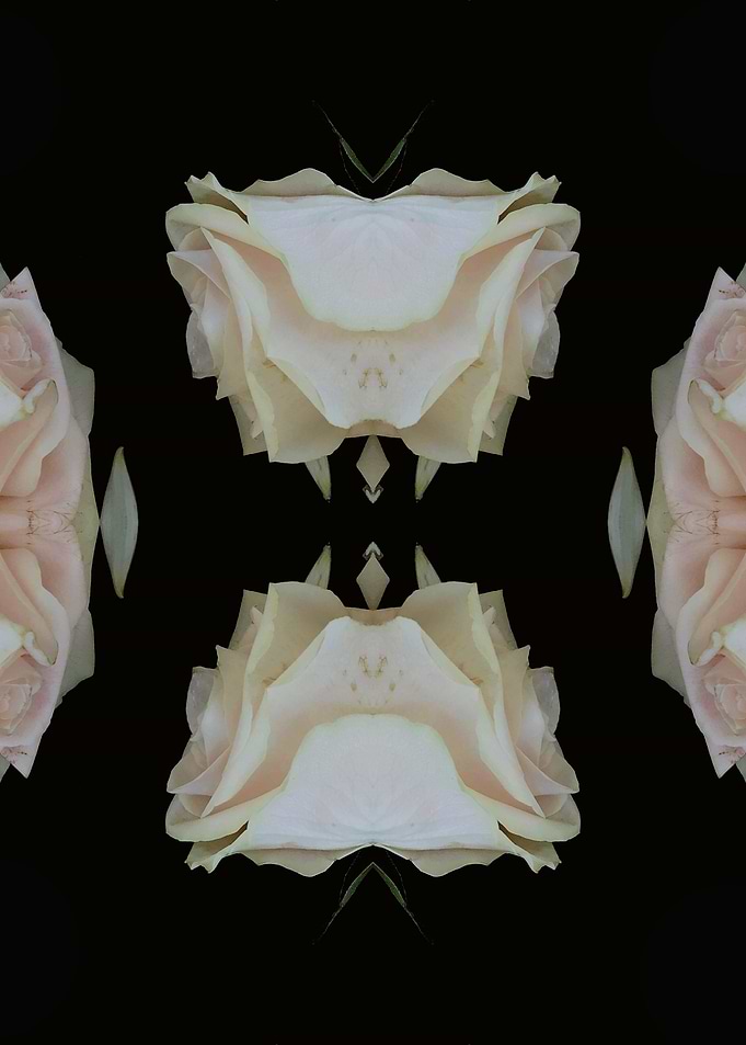 Pattern white rose No2