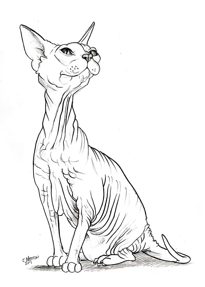 Hairless Cat