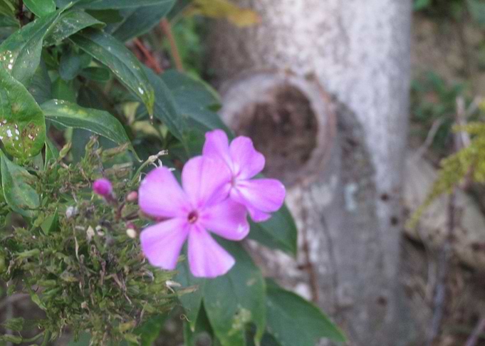 Flowers among them
