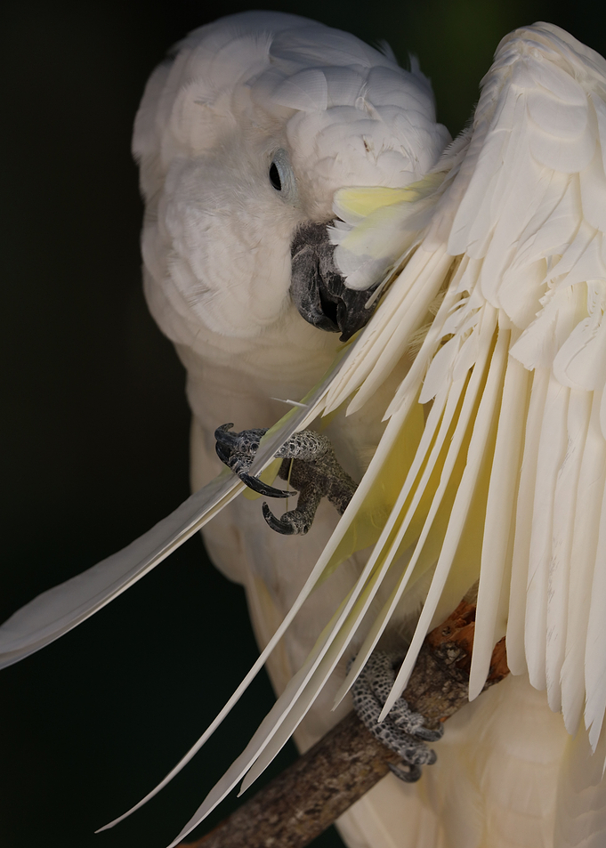 Angel wings