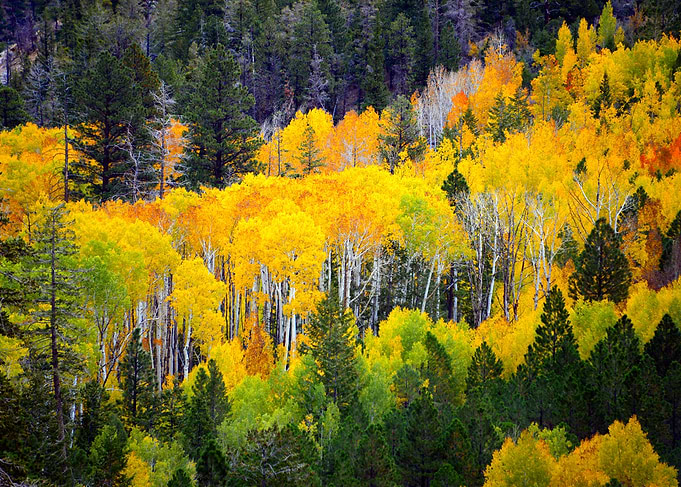 A forest in Fall