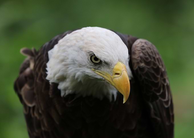 American Bald Eagle