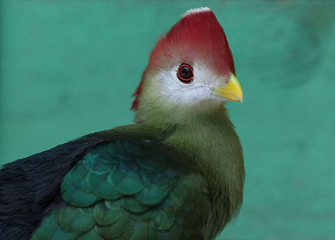 Red crested Turaco