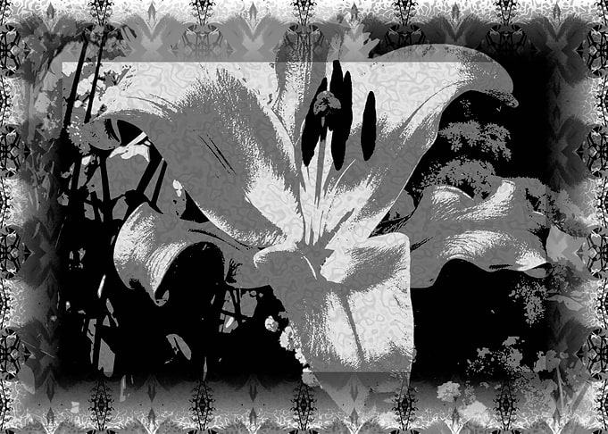 Open Lily