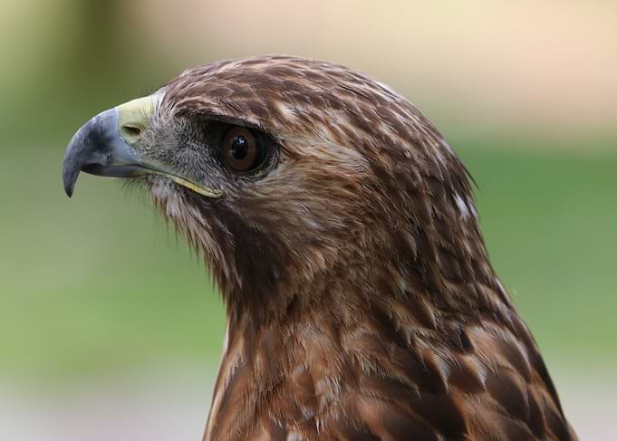 Bird of Prey