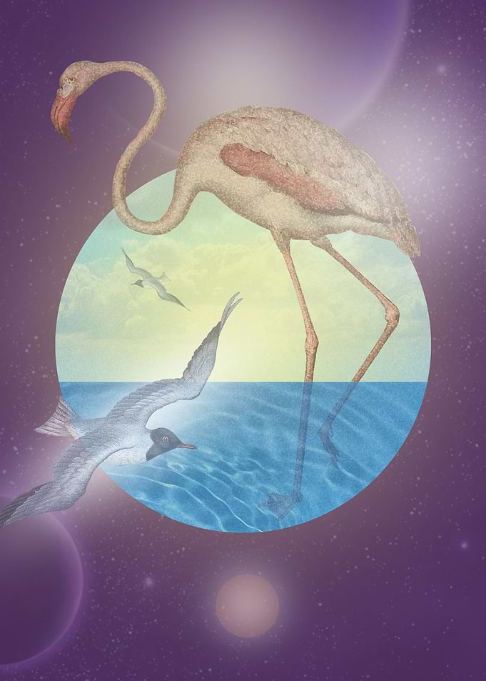 The Flamingo