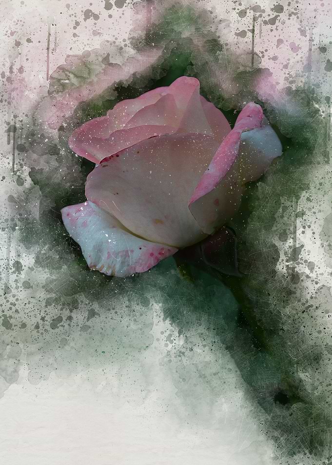 Painted rose