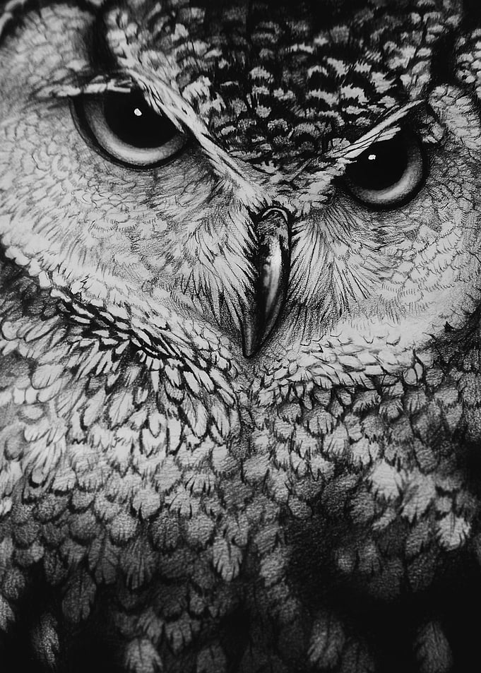 Great Owl