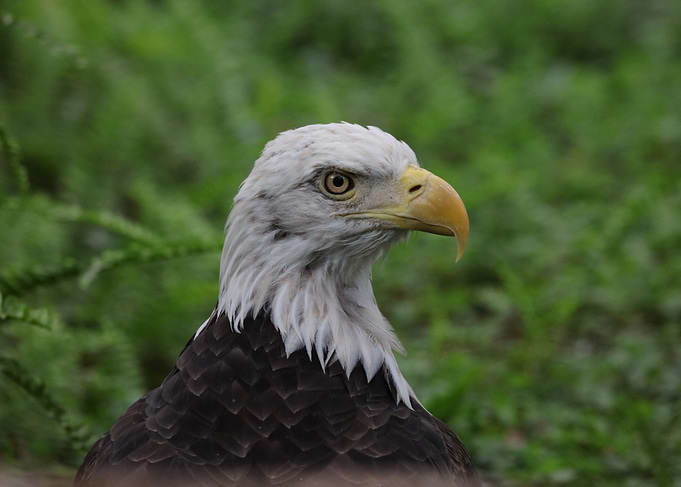 American Bald Eagle