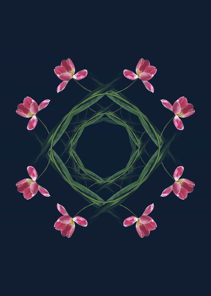 Overlay Tulips